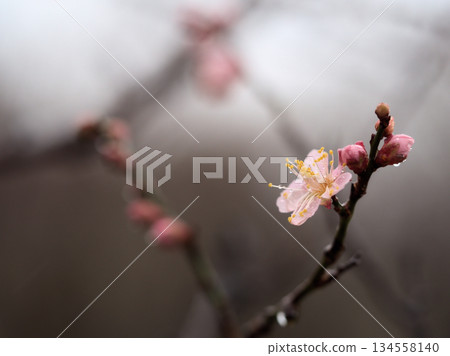 十二月雨季盛開的梅花“高鬥寺” 十二月雨季盛開的梅花“高鬥寺” 134558140