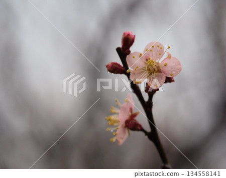 十二月雨季盛開的梅花“高鬥寺” 十二月雨季盛開的梅花“高鬥寺” 134558141