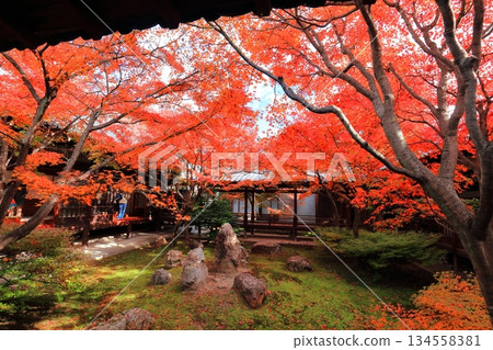 【京都】建仁寺本寺春庭（三庭）的秋葉 134558381