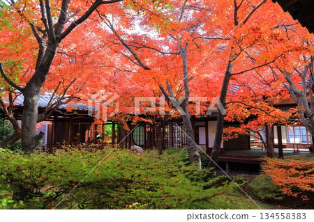 [Kyoto Prefecture] Autumn leaves at the Choon Garden (triple garden) of the main temple of Kenninji Temple 134558383