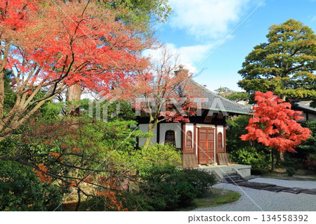 【京都府】晴天裡的建仁寺藏骨堂和秋葉 134558392