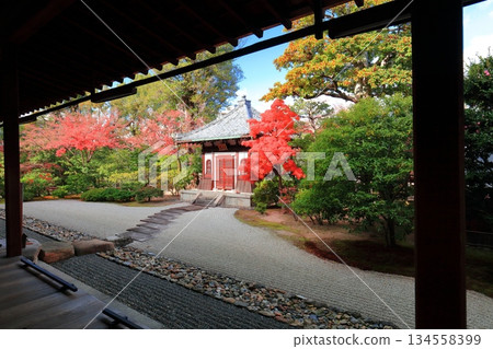 【京都府】晴天裡的建仁寺藏骨堂和秋葉 134558399