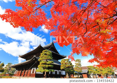 [Kyoto Prefecture] Kenninji Temple's lecture hall and autumn leaves on a clear day 134558422