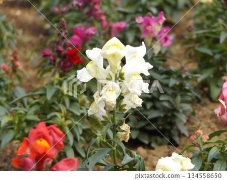 White flowers in stock with long flowering season White flowers in stock with long flowering season 134558650