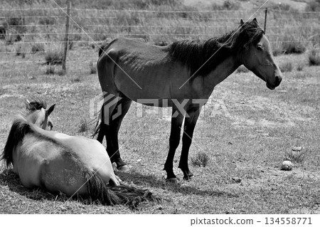 Wild Horses in a Grassy Field Wild Horses in a Grassy Field 134558771