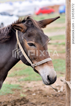 Close-up of a brown horse with halter 134558772