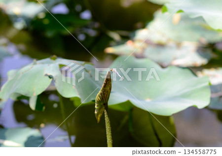 Dragonfly Resting on Lotus Bud Dragonfly Resting on Lotus Bud 134558775