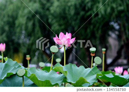 Pink Lotus Flower in Bloom Pink Lotus Flower in Bloom 134558780