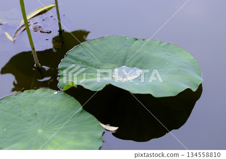 Lotus Leaves on Calm Water Lotus Leaves on Calm Water 134558810