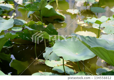 Lush Lotus Leaves on a Calm Pond Lush Lotus Leaves on a Calm Pond 134558812