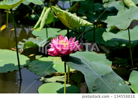 Pink Lotus Flower Blooming in Pond Pink Lotus Flower Blooming in Pond 134558818