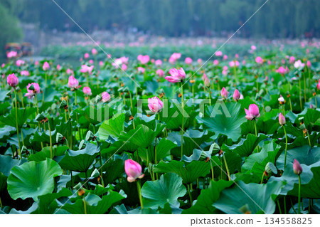 Lush Lotus Pond with Vibrant Pink Flowers Lush Lotus Pond with Vibrant Pink Flowers 134558825