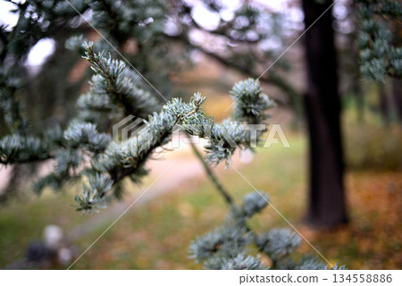 Evergreen Branches Close-Up with Blurred Background Evergreen Branches Close-Up with Blurred Background 134558886