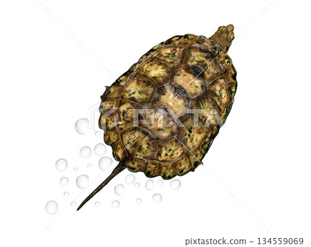 Japanese pond turtle watercolor style 134559069