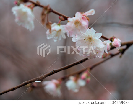 Pink cherry blossoms blooming in rainy December, known as "October cherry blossoms" 134559084