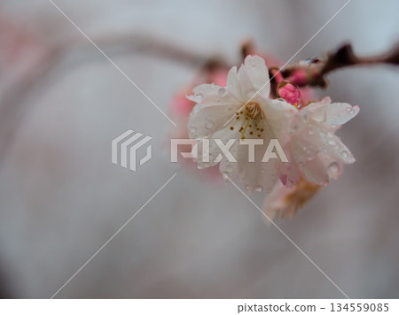 Pink cherry blossoms blooming in rainy December, known as "October cherry blossoms" Pink cherry blossoms blooming in rainy December, known as "October cherry blossoms" 134559085