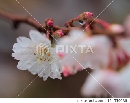 Pink cherry blossoms blooming in rainy December, known as "October cherry blossoms" Pink cherry blossoms blooming in rainy December, known as "October cherry blossoms" 134559086