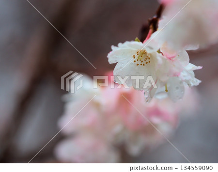 Pink cherry blossoms blooming in rainy December, known as "October cherry blossoms" 134559090