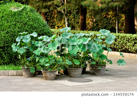Potted Lotus Plants with Green Leaves 134559174