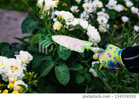 Gardening Activity in a Backyard With a Green Shovel and Seeds Among Flourishing Plants in Late Spring Gardening Activity in a Backyard With a Green Shovel and Seeds Among Flourishing Plants in Late Spring 134559350