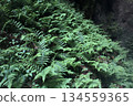 A deep forest of ferns and a tranquil green landscape 134559365
