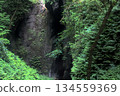 A landscape of virgin forest and mysterious rock cliffs in a deep forest valley 134559369