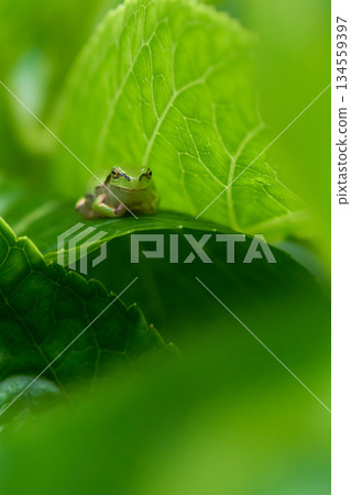 A Japanese tree frog relaxing on a hydrangea leaf A Japanese tree frog relaxing on a hydrangea leaf 134559397