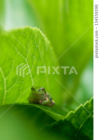 A Japanese tree frog relaxing on a hydrangea leaf 134559398