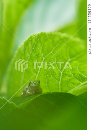 A Japanese tree frog relaxing on a hydrangea leaf A Japanese tree frog relaxing on a hydrangea leaf 134559399