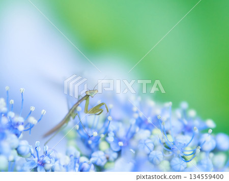 一隻小螳螂在一朵淡藍色的繡球花上 134559400