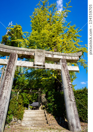 Hyuga Shrine and the large ginkgo tree (Yame City) 134559705