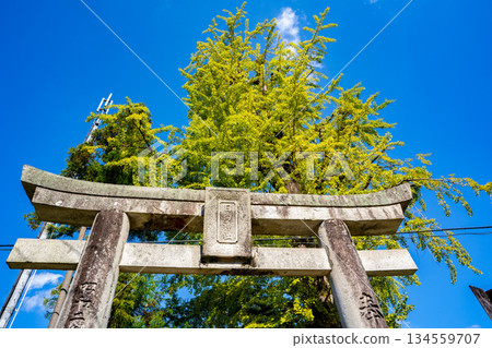 日向神社和巨大的銀杏樹（八女市） 134559707