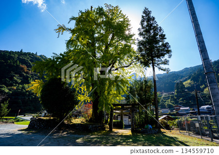 日向神社和巨大的銀杏樹(八女市) 日向神社和巨大的銀杏樹(八女市) 134559710