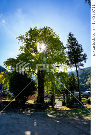 日向神社和巨大的銀杏樹（八女市） 134559711
