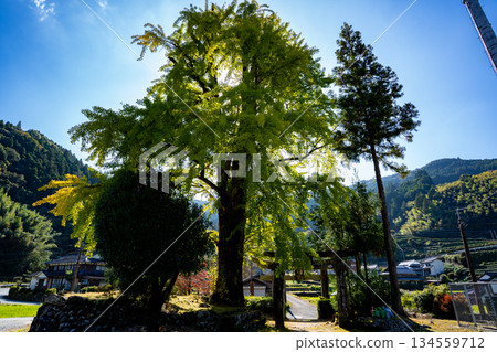 Hyuga Shrine and the large ginkgo tree (Yame City) 134559712