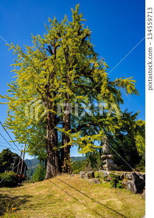 Hyuga Shrine and the large ginkgo tree (Yame City) 134559713