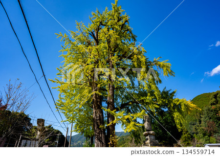 日向神社和巨大的銀杏樹（八女市） 134559714