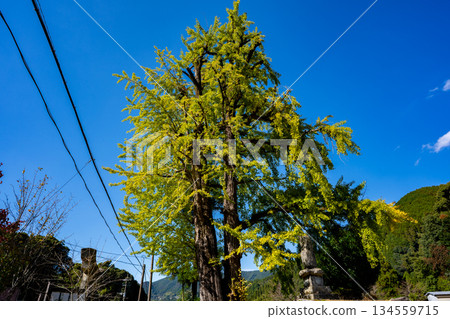 Hyuga Shrine and the large ginkgo tree (Yame City) 134559715