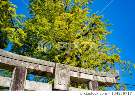 Hyuga Shrine and the large ginkgo tree (Yame City) 134559717