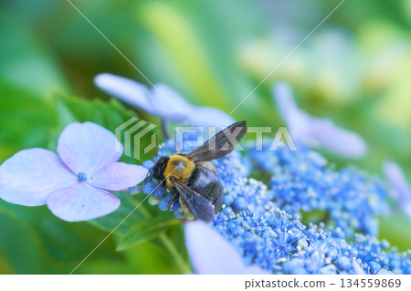 A carpenter bee on a light blue hydrangea A carpenter bee on a light blue hydrangea 134559869