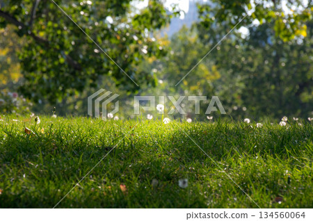 逆光下的草地和蒲公英絨毛－自然的綠色背景 134560064
