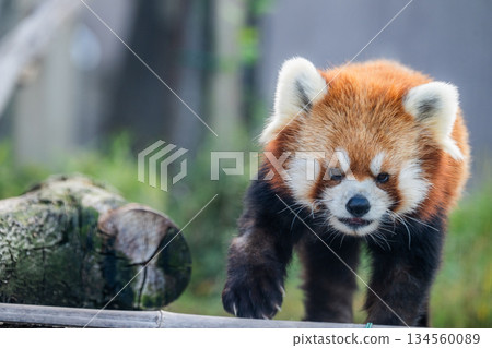 Innocent Red Panda 134560089