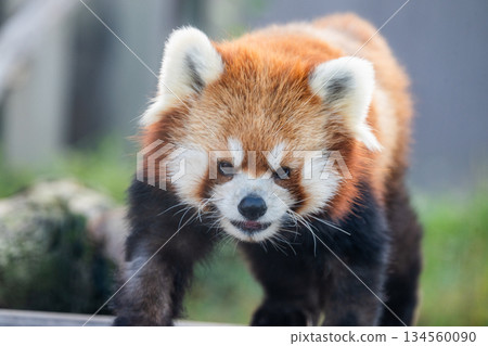 無辜的小熊貓 134560090