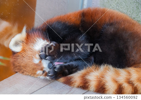 無辜的小熊貓 134560092