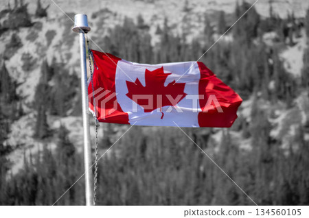 A symbolic scene of the Canadian flag's maple leaf fluttering 134560105