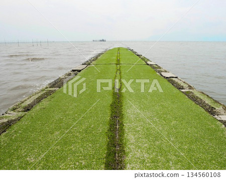 Spring at Nabematsubara Beach: Seabed roads covered in seaweed (Tamana City, Kumamoto Prefecture) Spring at Nabematsubara Beach: Seabed roads covered in seaweed (Tamana City, Kumamoto Prefecture) 134560108