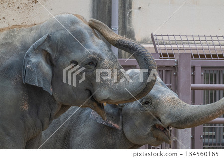 Parent and child of an elephant 134560165