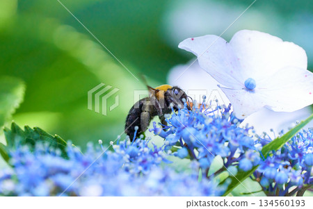 A carpenter bee on a light blue hydrangea A carpenter bee on a light blue hydrangea 134560193