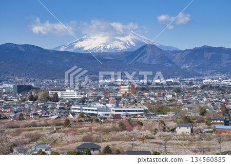 【神奈川縣】曾我梅林和富士山 【神奈川縣】曾我梅林和富士山 134560885