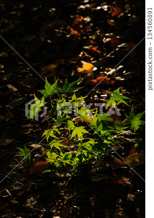 秋日的森林裡,清晨的陽光照耀著美麗的翠綠楓葉。 秋日的森林裡,清晨的陽光照耀著美麗的翠綠楓葉。 134560891